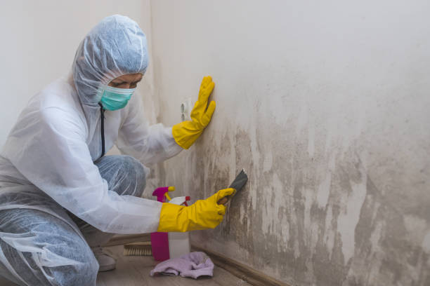 Biohazard Mold Removal in China, TX